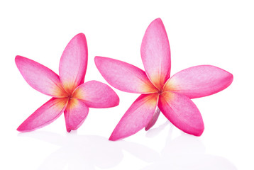 Obraz premium pink flower isolated on white