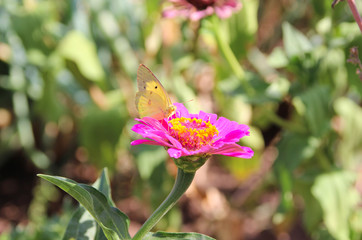 Beautiful butterfly and flowers. summer garden.