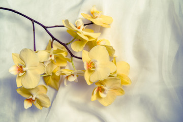 Naklejka na ściany i meble The branch of yellow orchids on white fabric background 