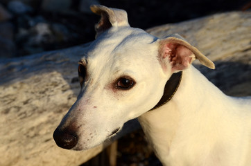 Fototapeta premium Face portrait of a white whippet dog.