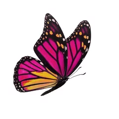 Crédence en verre imprimé Papillon monarch butterfly isolated