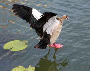 Atterissage d'un oiseau sur la Sarre