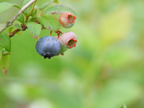 かわいいブルーベリー