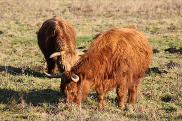 Highland cattle