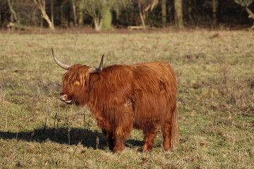 Highland cattle