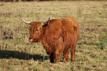Highland cattle
