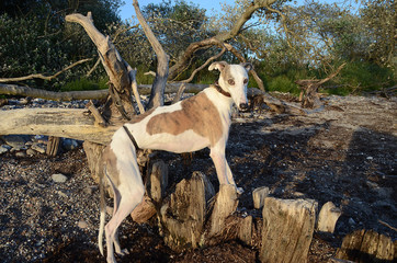 Female galgo dog standing at a beach with fallen trees.