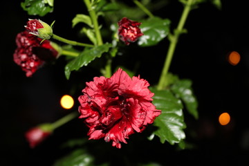 hibiscus