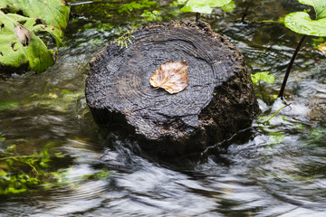 Brown leaf on the top of wooden pole.
