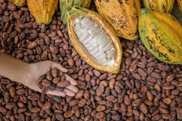 Cocoa Beans and Cocoa Fruits