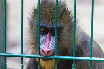 Mandrill monkey imprisoned in the zoo