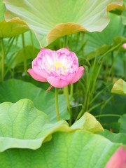 Obrazy  kwiat lotosu