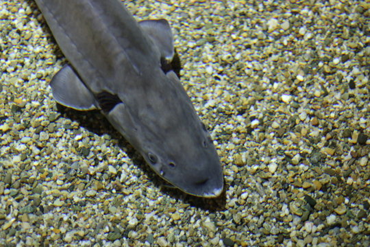 esturgeon