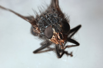 Portrait housefly macro, Musca domestica