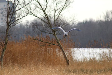 Blue heron