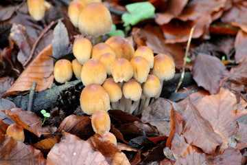 Mycena renati