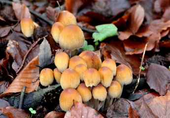 Mycena renati