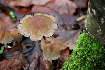 Mycena renati