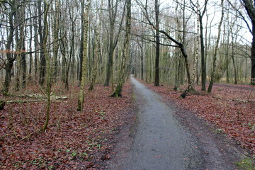 Obraz premium Amsterdam forest autumn