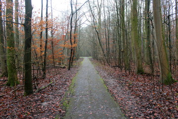 Fototapeta premium Amsterdam forest autumn