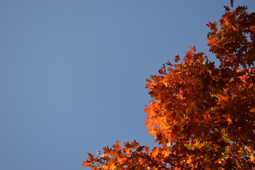 Hojas rojas en cielo despejado, Forêt de Montmorency (Francia)