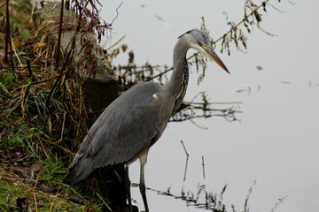 Blue heron