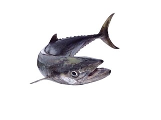 King mackerel fish isolated 