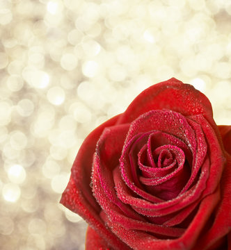 Blossoming red rose in dew drops on bright golden bokeh background