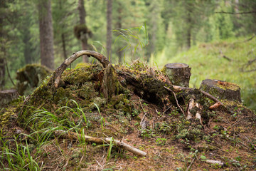 Ceppo di pino nel bosco
