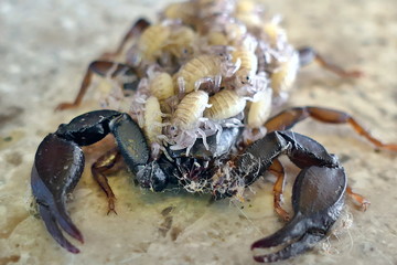 A female scorpion carrying its offspring on its back - side view