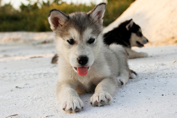 Puppies of the Alaskan malamula