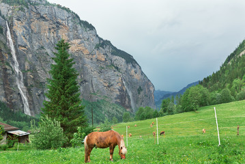 Fototapeta na wymiar Horses graze in the alps