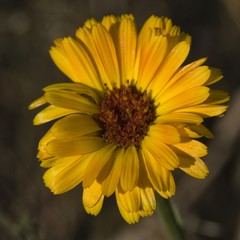 Fleur en Bresse de l'Ain