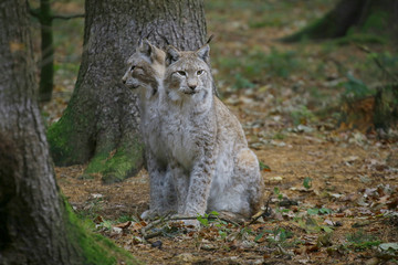 Eurasische Luchse oder Nordluchs (Lynx lynx) im Herbstlaub