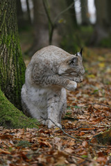 Naklejka na ściany i meble Eurasischer Luchs oder Nordluchs (Lynx lynx) im Herbstlaub