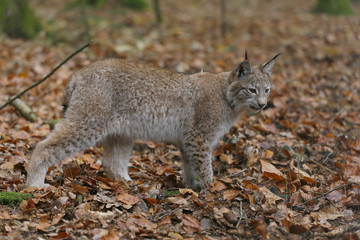 Eurasischer Luchs oder Nordluchs (Lynx lynx) im Herbstlaub