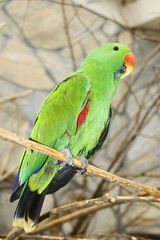Salomonen Edelpapagei (Eclectus roratus), Männchen