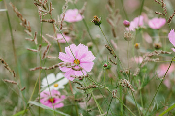 Wildflowers on a meadow