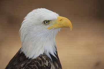 Weißkopfseeadler (Haliaeetus leucocephalus)