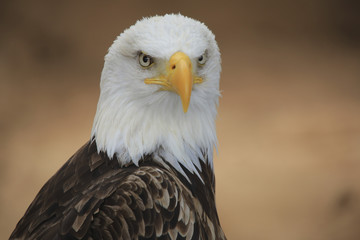 Fototapeta premium Weißkopfseeadler (Haliaeetus leucocephalus)