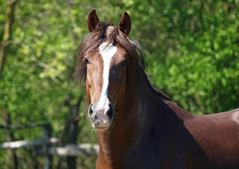 Obraz premium Portrait of a brown draught horse against the background of foliage