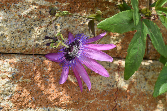 Passiflora violacea; Violette; Passionsblume; Kletterpflanze, Heilpflanze