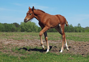 The chestnut foal of noble blood walks on a pasture