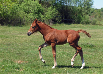 The chestnut foal shows the effective movements on a meadow
