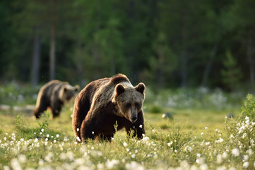 Two bears walking in bog landscape. Two bears approaching.