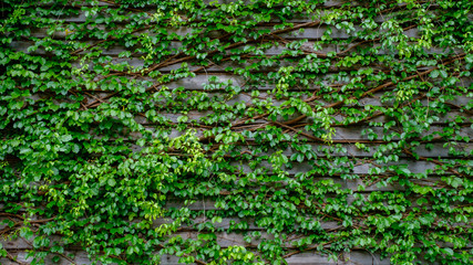 green ivy on wood backgroundgreen ivy on wood background - obrazy, fototapety, plakaty