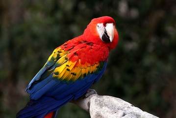 South American Scarlet Macaw (Ara Macao) facing the camera.