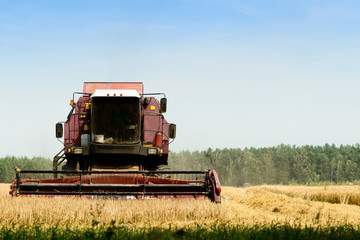 Agriculture machine harvesting golden ripe wheat in field for grain export. Agriculture and farming concept