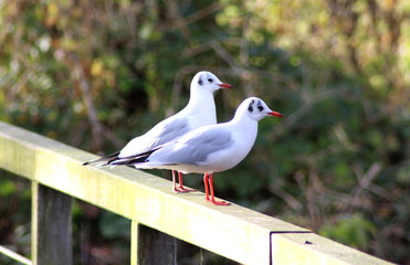 black headed gull	