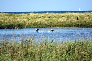 Blässgänse landen auf einem Teich